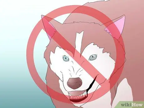 Приступайте к работе с собакой, шаг 11