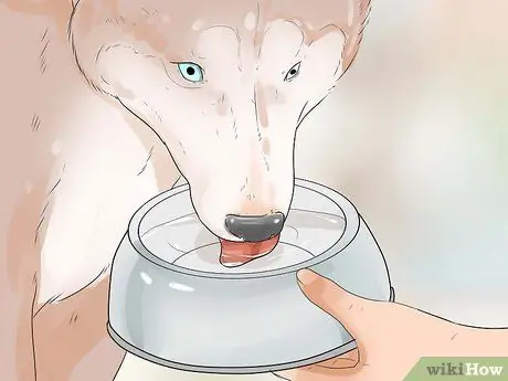 Позаботьтесь об аляскинском хаски Шаг 14