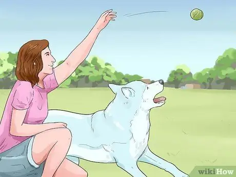 Позаботьтесь об аляскинском хаски Шаг 15