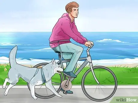 Позаботьтесь об аляскинском хаски Шаг 2