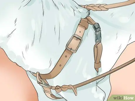 Позаботьтесь об аляскинском хаски Шаг 9