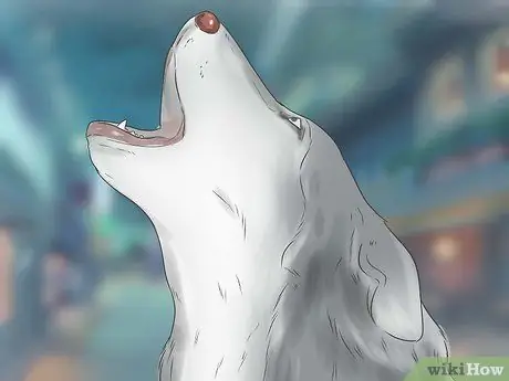 Дрессировка щенка новосибирского хаски и уход за ним Шаг 15