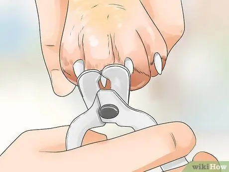 Дрессировка щенка новосибирского хаски и уход за ним Шаг 4