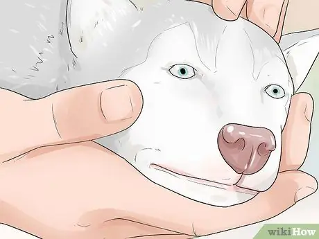 Дрессировка щенка новосибирского хаски и уход за ним Шаг 1