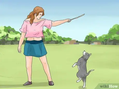 Дрессировка щенка новосибирского хаски и уход за ним Шаг 6