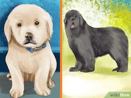 Воспитать верную собаку Шаг 2