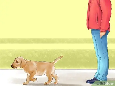 Воспитать верную собаку Шаг 7