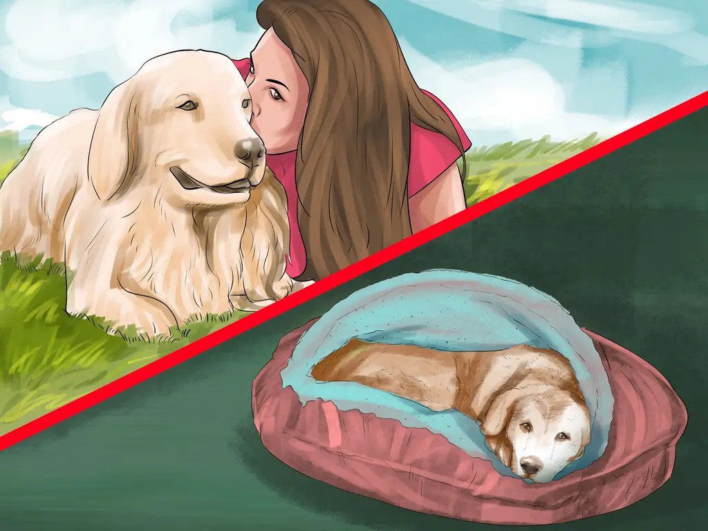 3 способа воспитать верную собаку