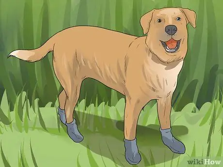 Удалите заусенцы из собачьей шерсти, шаг 10