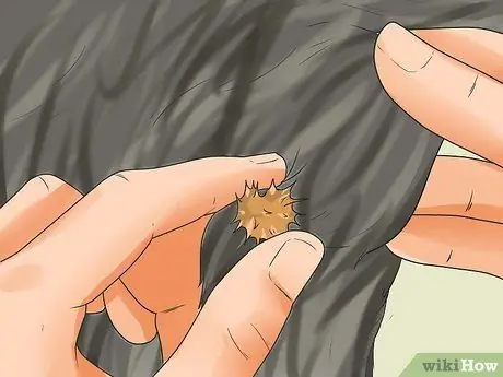 Удалите заусенцы из собачьей шерсти, шаг 2