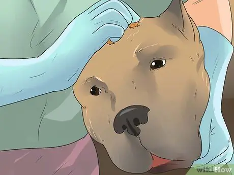 Удалите заусенцы из собачьей шерсти, шаг 4