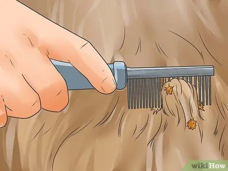 Удалите заусенцы из собачьей шерсти, шаг 5