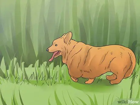 Удалите заусенцы из собачьей шерсти Шаг 8