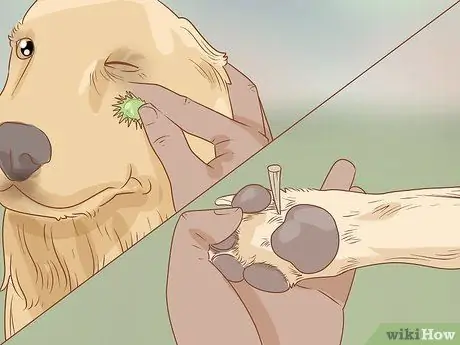 Take Your Dog Camping Step 20