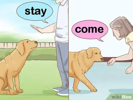 Возьмите свою собаку в кемпинг, шаг 4