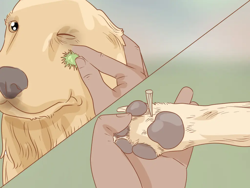 Как отвезти собаку в поход (с иллюстрациями)