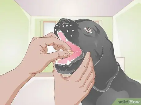 Позаботьтесь о раненой собаке Шаг 13