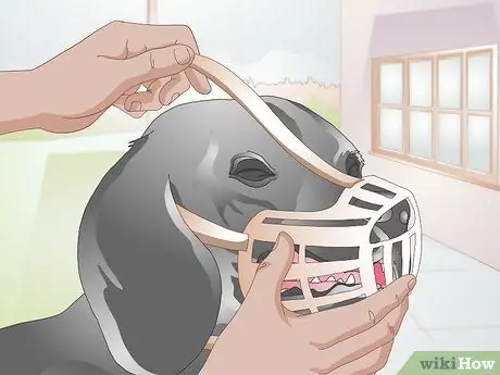 Позаботьтесь о раненой собаке Шаг 3