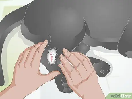 Позаботьтесь о раненой собаке Шаг 4