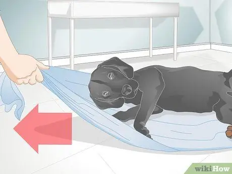 Позаботьтесь о раненой собаке Шаг 7