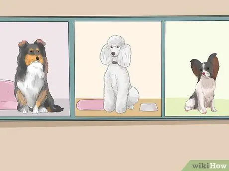 Позаботьтесь о собаке во время отпуска Шаг 3