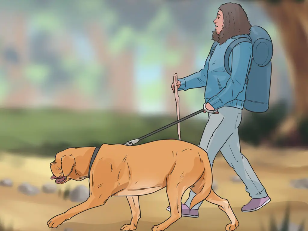 3 способа позаботиться о собаке во время отпуска