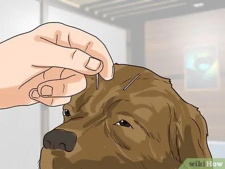 Целостный уход за собакой Шаг 12