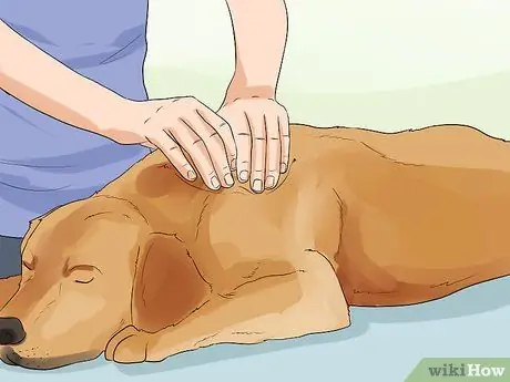 Целостный уход за собакой Шаг 13