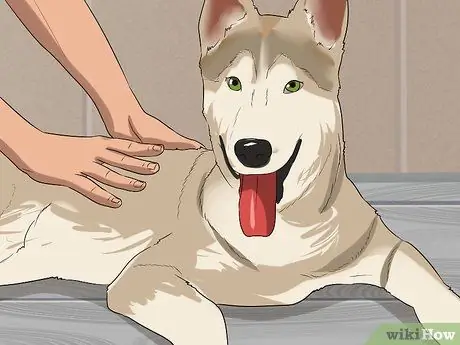 Целостный уход за собакой Шаг 14