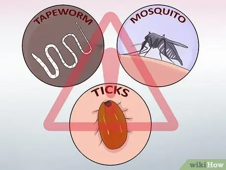 Целостный уход за собакой Шаг 3