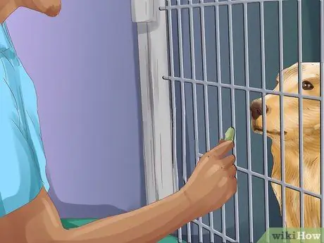 Как правильно ухаживать за собакой во время отпуска Шаг 11