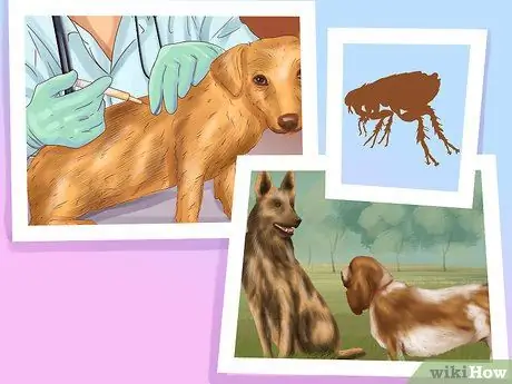 Как правильно ухаживать за собакой во время отпуска Шаг 13