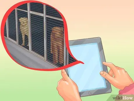 Как правильно ухаживать за собакой во время отпуска Шаг 9