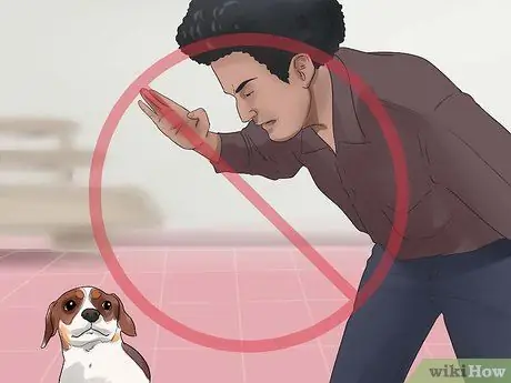 Приучите собаку старшего возраста спокойно ходить на поводке Шаг 2