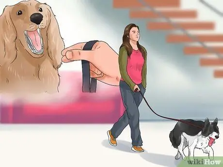 Приучите собаку старшего возраста спокойно ходить на поводке Шаг 3