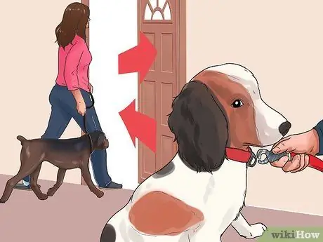 Приучите собаку старшего возраста спокойно ходить на поводке Шаг 5