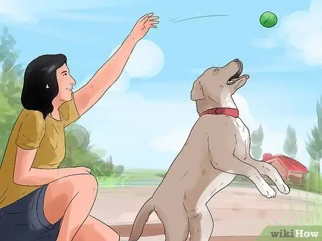 Приучите собаку старшего возраста спокойно ходить на поводке Шаг 6