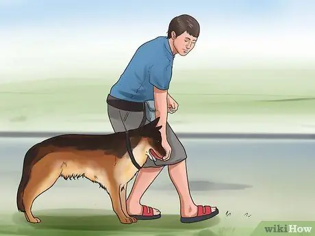 Приучите собаку старшего возраста спокойно ходить на поводке Шаг 7