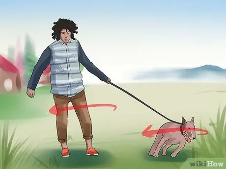 Приучите собаку старшего возраста спокойно ходить на поводке Шаг 8