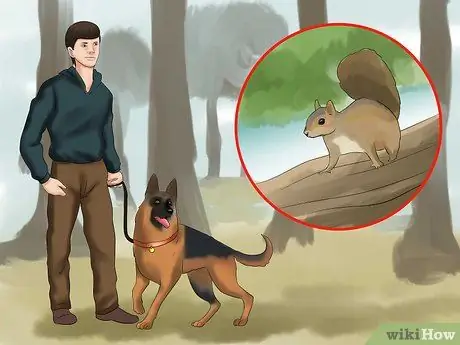Выгуливать собаку в лесу Шаг 1