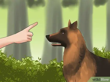 Выгуливать собаку в лесу Шаг 10