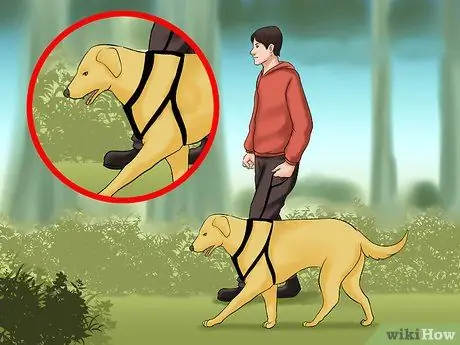 Выгуливать собаку в лесу Шаг 11