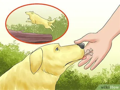 Выгуливать собаку в лесу Шаг 15