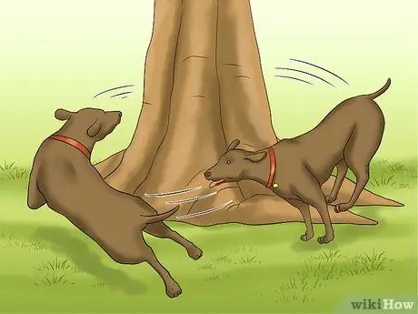 Выгуливать собаку в лесу Шаг 16