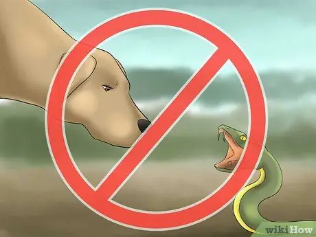 Выгуливать собаку в лесу Шаг 3