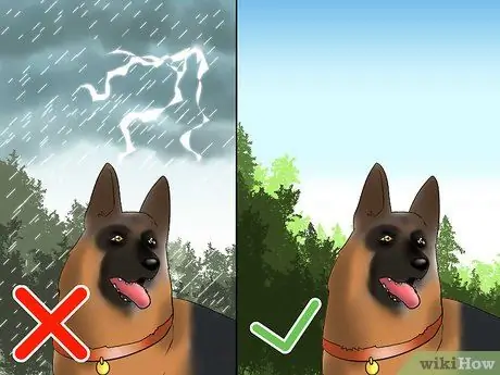 Выгуливать собаку в лесу Шаг 5