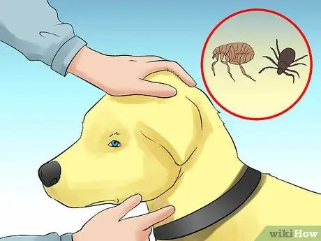 Выгуливать собаку в лесу Шаг 7