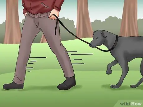 Выгуливать собаку в лесу Шаг 8