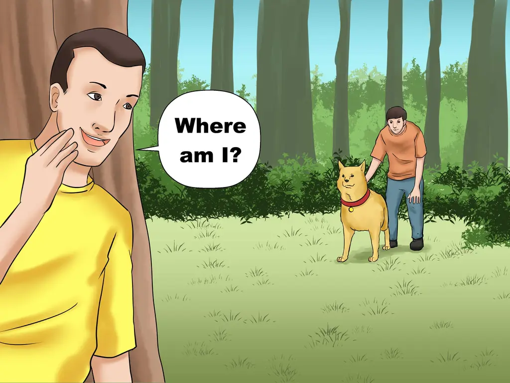 3 способа выгуливать собаку в лесу