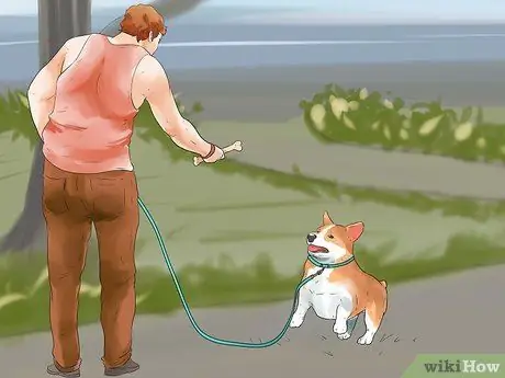 Научите собаку ходить на поводке Шаг 7